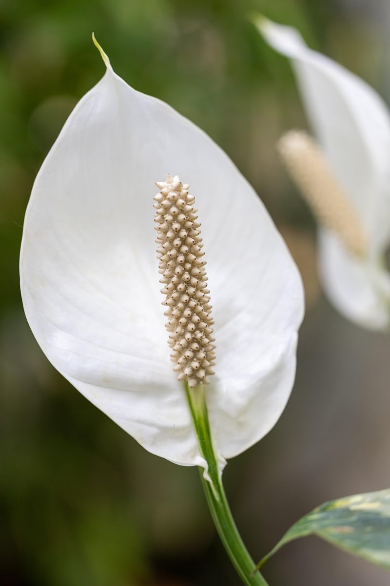 Elegant Calla Lily Arrangement